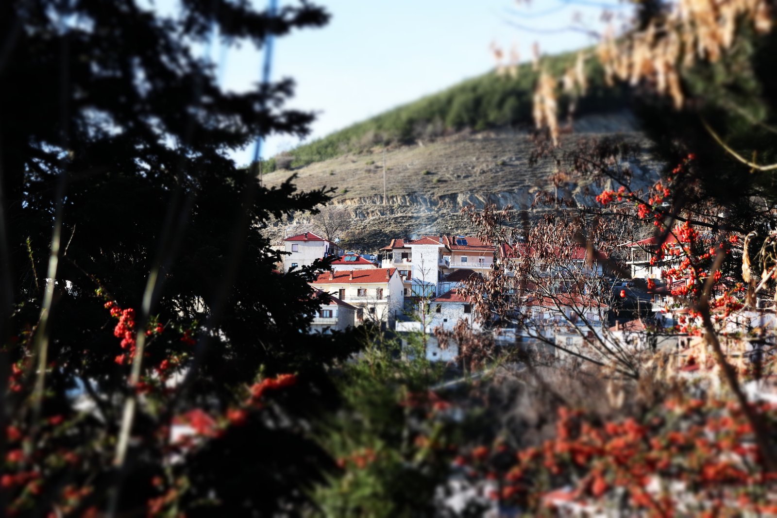 Livadi village in winter — snow under bare branches and red berries