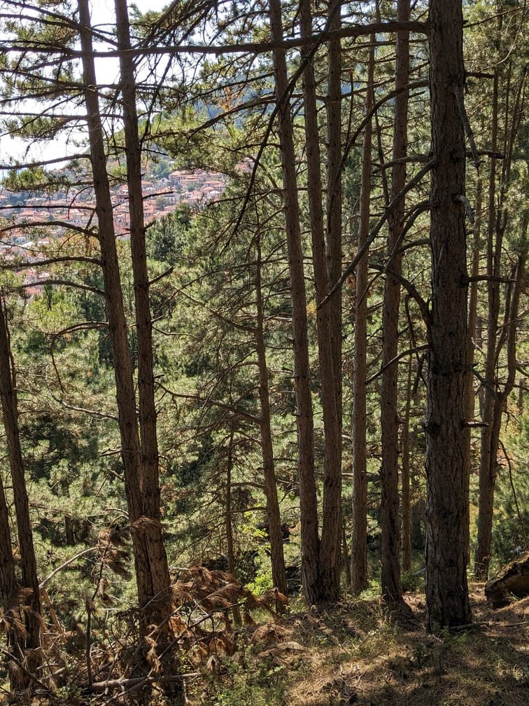 Forest path with native trees and natural landscaping near Livadi