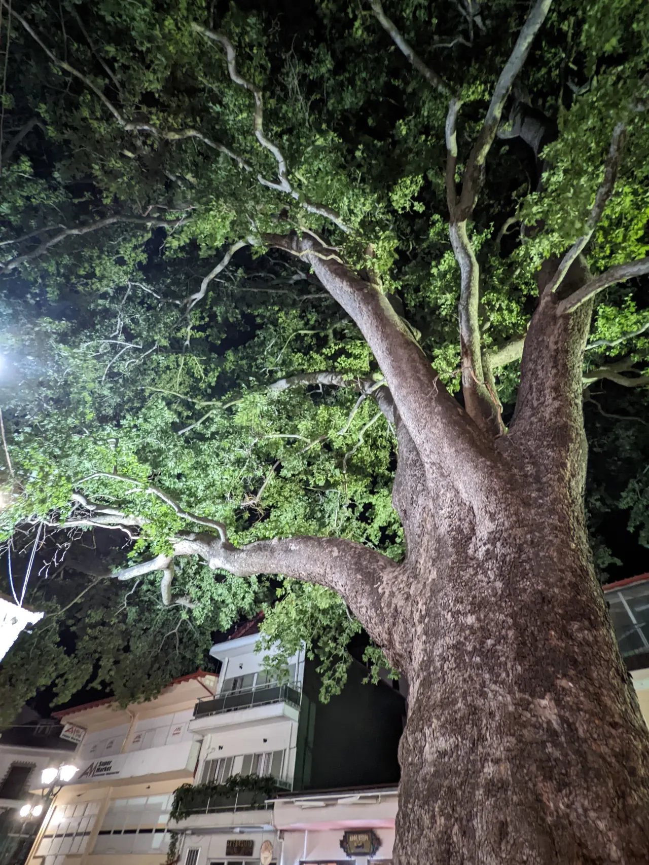 Ο πλάτανος του Λιβαδίου φωτισμένος τη νύχτα στις εορτές
